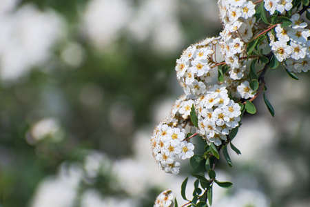 Beautiful fresh branch with inflorescences of white spirea flowers on multicolored greenery floral background with some bokehの写真素材