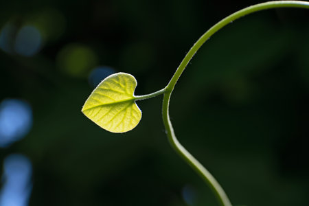Amazing twig of liana with lonely insolated heart-shaped leaves in blurred dark floral background with some big blue bokehの写真素材