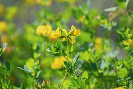 Meadow of delicate yellow wildflowers in blurred multicolored floral background in sunny day. Spring or summer timeの写真素材