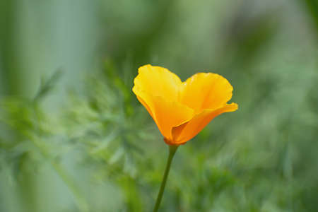 Macro view of lonely fresh bright orange - yellow californian poppy flower on blurred pale green floral background in sunny dayの写真素材