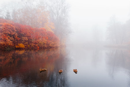 Fog in autumn park, duck floating on water surfaceの写真素材