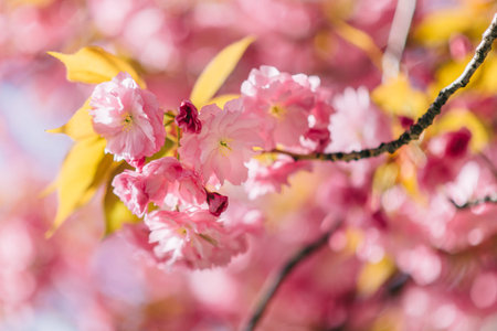 Detailed closeup of the blossoming sakura flowers. Sunny spring day.