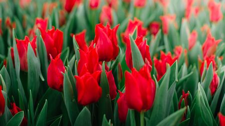 A lot of blooming buds of red tulips, close-up.の写真素材