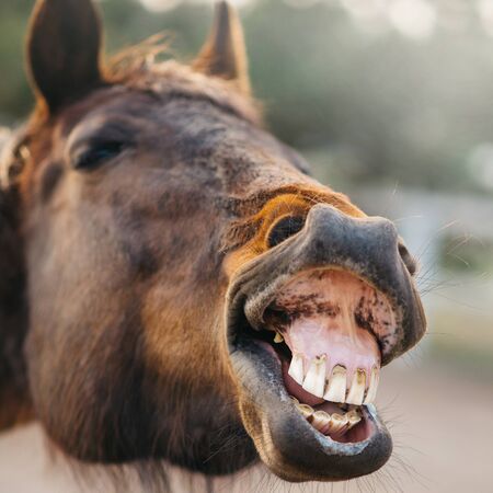 The face of a neighing horse close-up.の写真素材