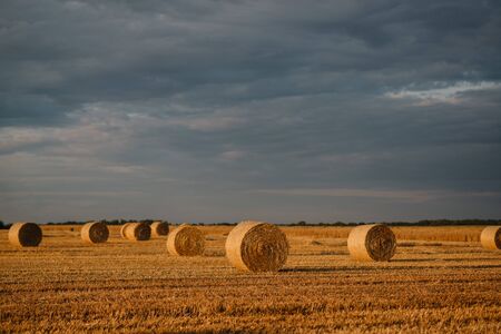 Summer landscape. Cylindrical straw bales lie on a mowed field.の写真素材