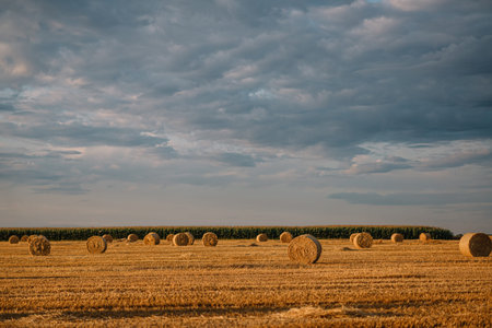 Summer landscape. Cylindrical straw bales lie on a mowed field.