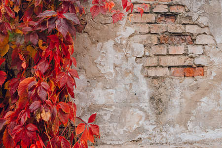 Colorful red ivy on an old white wall in autumn. Close-up.の写真素材