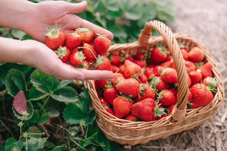 Harvesting strawberries. Woman farmer pours handful of ripe strawberries into basket, close-up.の写真素材