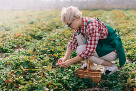 Farmer is harvesting strawberries. Young woman collects ripe strawberries in basket at plantation.の写真素材