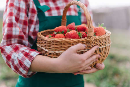 Farmer is harvesting strawberries. Basket full of ripe strawberries in hands of woman farmer. Close-up.の写真素材