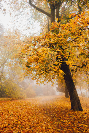 Autumn park in the fog. The colorful trees are covered with yellow foliage.