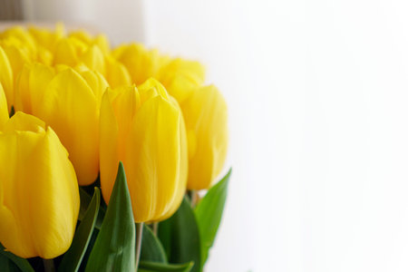 Buds of yellow tulips on white background. Close-up.