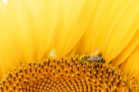 Honey bee pollinating sunflower. Macro shot.