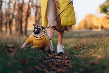 Dog walks with owner. A small pug in a funny sweater runs on a leash in the autumn park. Close-up.の写真素材