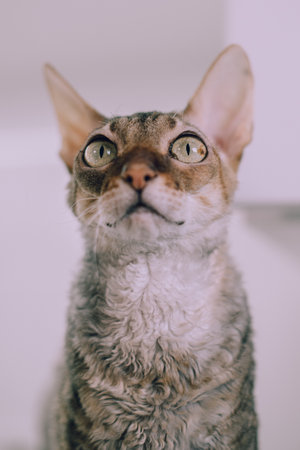 A cat of the Cornish Rex breed on a white background. Selective focus. Close up portrait.の写真素材