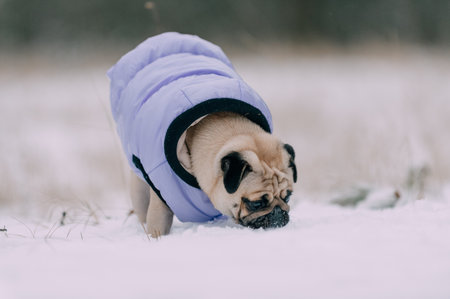Portrait of a cute warmly dressed pug dog in a winter park.の写真素材