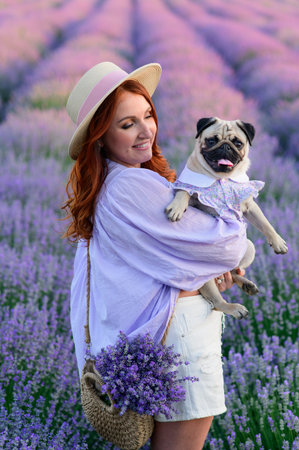 Portrait of a pug and its owner. A young red-haired woman holds her dog in her arms in a blooming lavender field, rear view. The pug looks at the camera.の写真素材