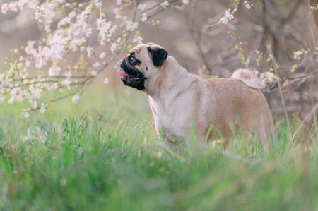 A cute pug dog stands in the tall grass near a flowering tree. Looking into the camera.の写真素材