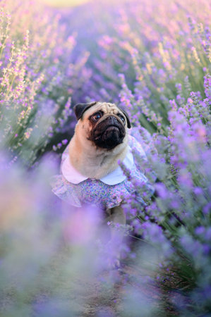 Portrait of a pug in a cute dress in a blooming lavender field. The puppy looks carefully at the camera.の写真素材