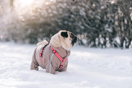 Cute pug standing in the snow in a winter park and looking at the camera. Full-length portrait.の写真素材