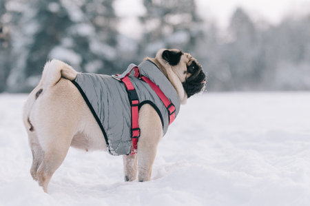 Cute pug standing in the snow in a winter park.の写真素材