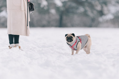 A pug wearing a warm jacket stands on a snowy forest path during a winter walk, with its owner blurred in the background.の写真素材
