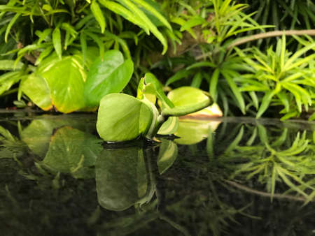 leaf green at poolの写真素材