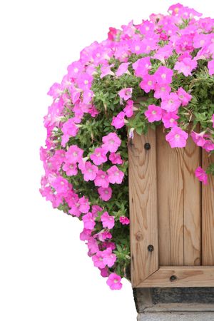 Pink red morning glory on white backgroundの写真素材