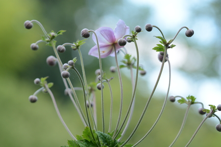 Flowers in bokeの写真素材