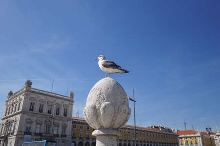 Seagull seating on marble egg near Commerce Square, Portugalの写真素材
