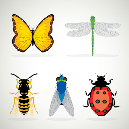 Insects realistic colored decorative icons set with ladybug snail wasp isolated vector illustrationのイラスト素材