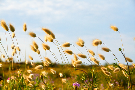 Closeup flowers in a marshの写真素材