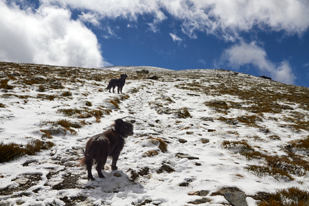 Dogs on the ascent to the topの写真素材
