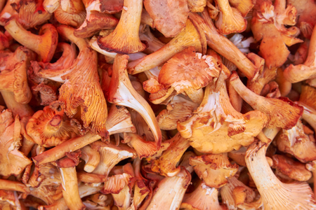 healthy mushroom texture backgroundの写真素材