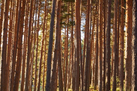 Pine woods forest backgroundの写真素材