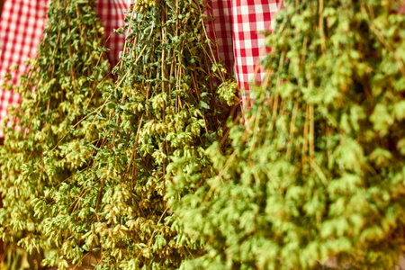 bunch of oregano