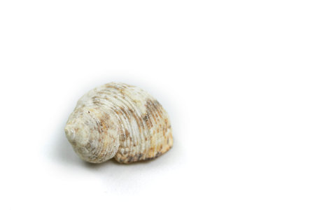 isolated seashell on a white background