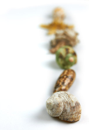 isolated seashell on a white background