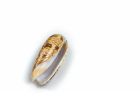 isolated seashell on a white background