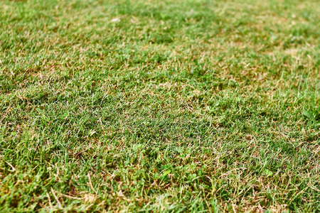 Green grass textureの写真素材
