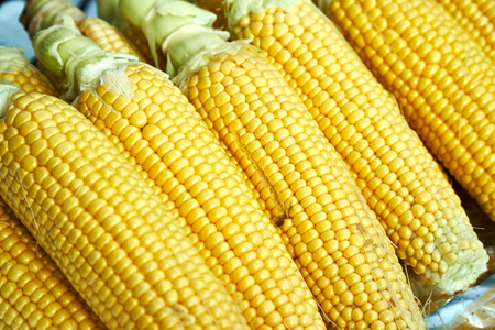 row of fresh corn cobの写真素材