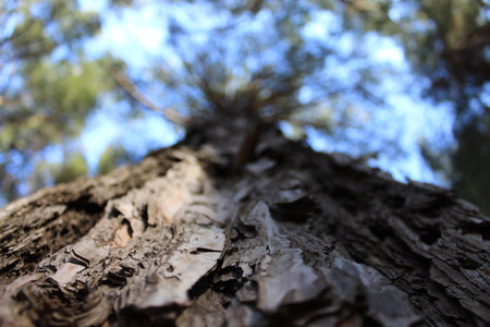 good pineの写真素材