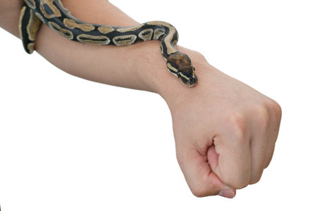 The image of the royal or ball python on the hand of man