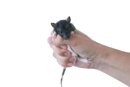 rat held in his hand on a white backgroundの写真素材