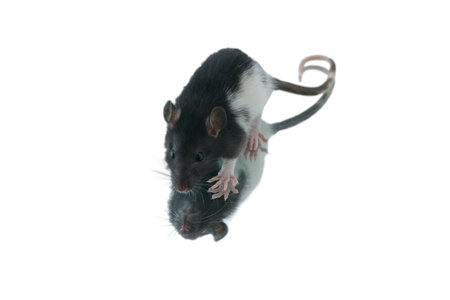rat on a white backgroundの写真素材