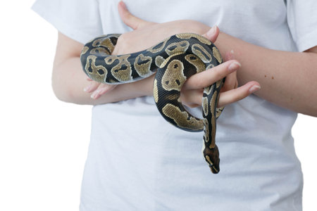 Hands of a girl and a young royal snake. A non-poisonous snake. A pet.