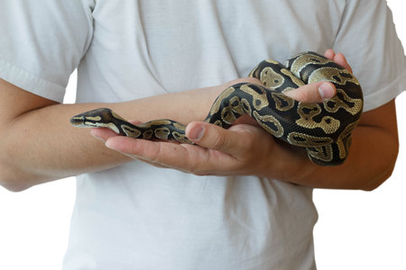 The image of the royal or ball python on the hand of man. Close-up. Isolated.