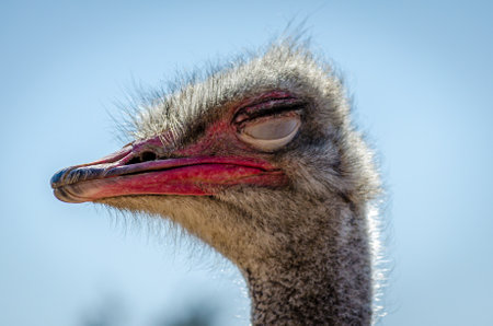 Close up View of a Ostrich Head with Eyes Closed on A Sunny Day in a Farm in Patra City, Greece. Blue Sky in Background. Big Bird with Long Neck. Macro Photography.の写真素材