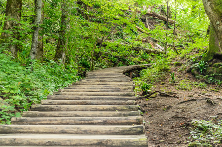Wooden Footpath through the Deep Forest in Plitvice Lakes National Park, Croatia. Beautiful Green Natural Environment in Central Europe. Unesco World Heritage.の写真素材