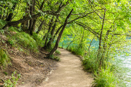 Amazing Footpath through the Green Trees by the Lake in Plitvice Lakes National Park in Croatia....